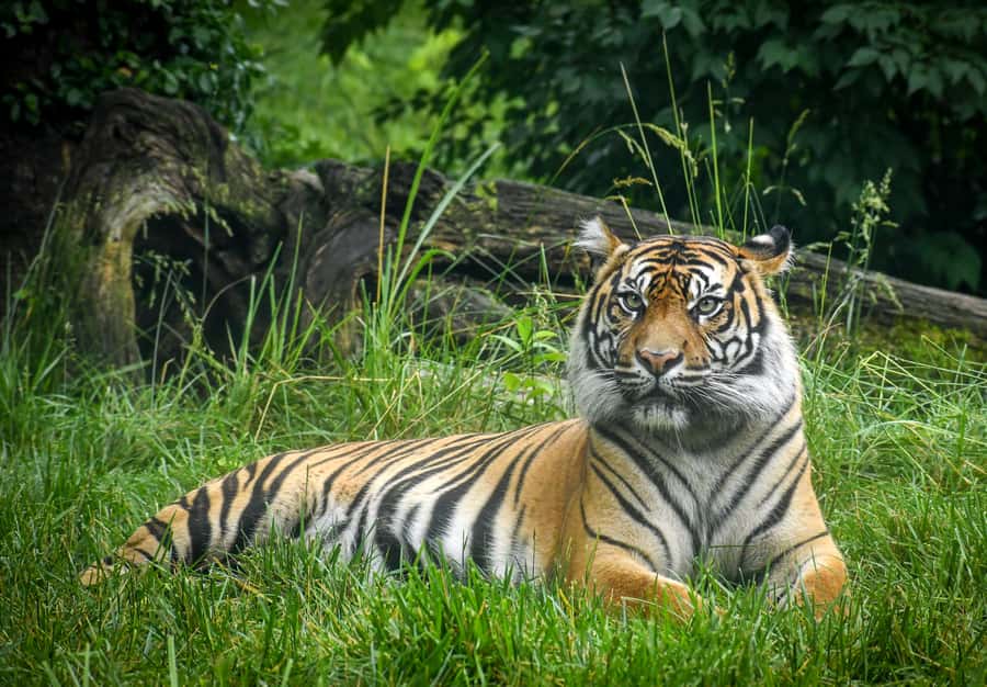 Nashville Zoo: Any-Day Admission Ticket - Bamboo Trail and the zoo’s fan favorites (red pandas, lemurs, more)