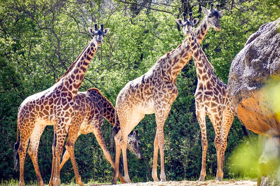 Nashville Zoo: Any-Day Admission Ticket - Kangaroo Kickabout and Critter Encounters: hands-on style fun